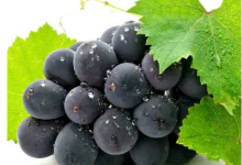 愛網(wǎng)購的朋友們注意了,這家美團店的巨峰葡萄檢出農(nóng)藥超標(biāo)!|上海-測客