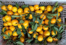 農(nóng)藥聯(lián)苯菊酯超標(biāo),這個(gè)水果批發(fā)部的蜜桔不能多吃!|北京-測(cè)客